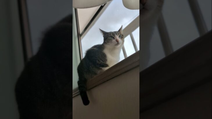 猫とカラスの鳴き声🐱 – Cats and the cawing of crows – #shorts