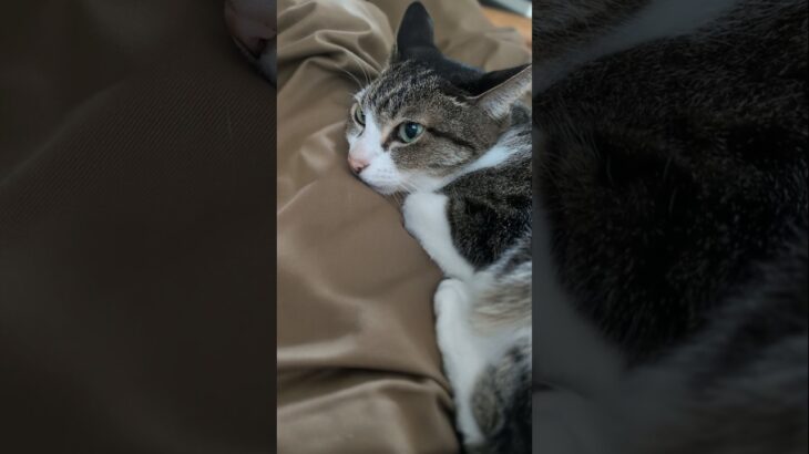 猫の膝枕🐱 – Cats like my lap – #shorts #cat