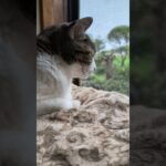 外見てたら気になる点があった猫🐱 – Cats see outside – #shorts #cat