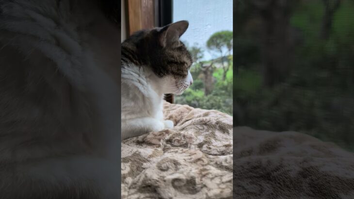 外見てたら気になる点があった猫🐱 – Cats see outside – #shorts #cat