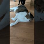 尻を嗅がれた猫の表情🐱 – Cats smell his butt – #shorts #cat