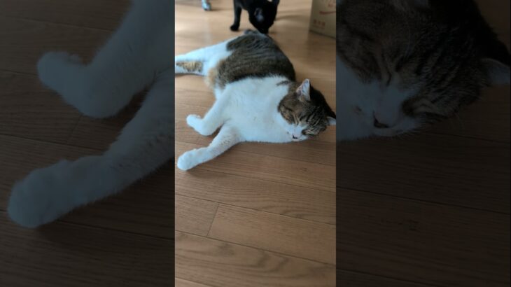 尻を嗅がれた猫の表情🐱 – Cats smell his butt – #shorts #cat