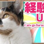 経験値UPの猫が進化する？！