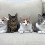 これが４ヶ月一緒に過ごした子猫たちと過ごす最後の動画になります。