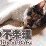 猫の不条理の反対語
