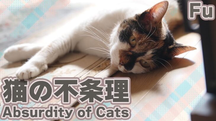 猫の不条理の反対語