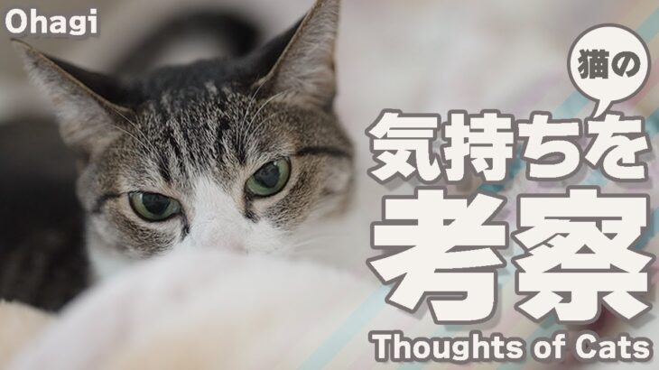 シャム猫の気持ちを考察