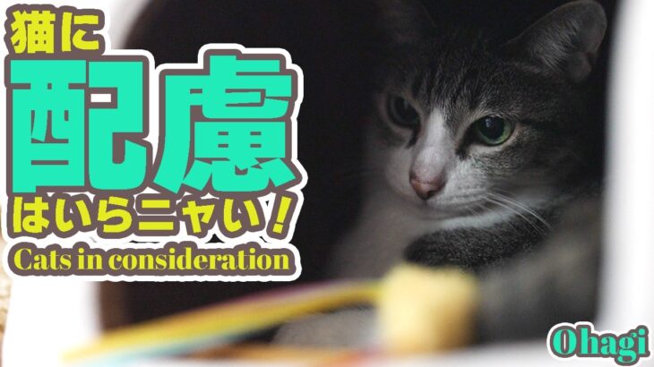 猫に配慮はいらニャい！