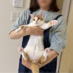 実家でイタズラしすぎて初めて母に怒られた子猫がこうなっちゃいました…