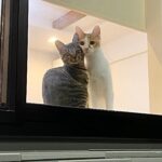 実家から帰ろうとしたら子猫たちが寂しくてリビングの窓でこうなっちゃってました…