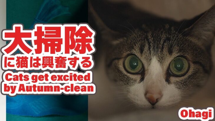 大掃除に猫は興奮する？！