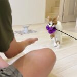 父に遊んでほしくておもちゃを持ってくる子猫たちがかわいすぎました…笑