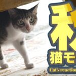 心地よい秋の日と猫モード
