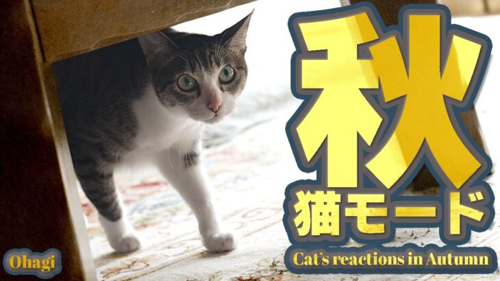 心地よい秋の日と猫モード