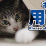 猫の用語いくつ知ってる？