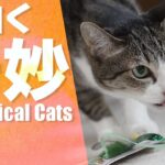 面白奇妙な猫たち