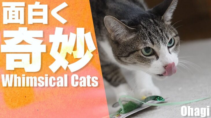 面白奇妙な猫たち