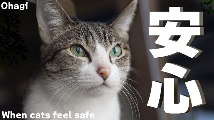 猫の安心している時