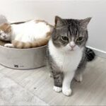 一緒に遊びたくて寝てる弟を起こしたらガチギレされた猫がこうなっちゃいました…