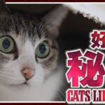 猫の好きの秘密