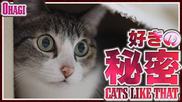 猫の好きの秘密
