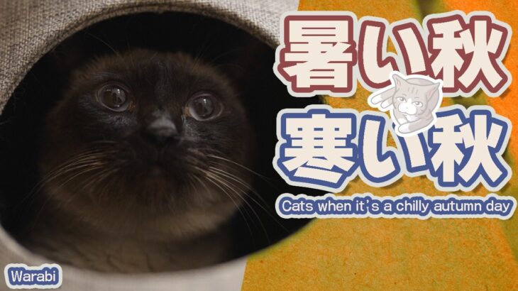 暑い秋と寒い秋に困る猫