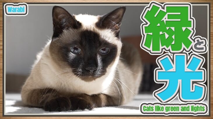 緑と光に惹かれる猫
