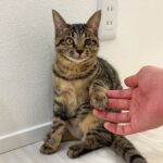 譲渡直前におはぎちゃんが左脚を怪我してしまいました…