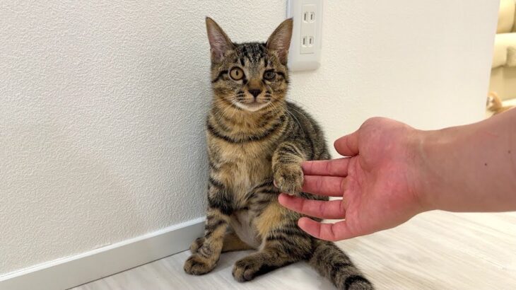 譲渡直前におはぎちゃんが左脚を怪我してしまいました…