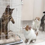 暴れん坊な子猫をケージに入れたら心配した猫たちがこうなっちゃってました…