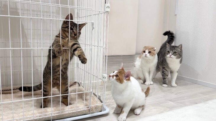 暴れん坊な子猫をケージに入れたら心配した猫たちがこうなっちゃってました…