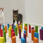 猫はドミノを倒さず通り抜けられるらしいのでやってみたらまさかの結末に…w
