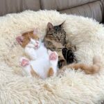 実家での生活が極楽すぎてお迎えしてすぐに子猫たちがこうなっちゃってました…www