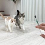 おやつだと思って走ってきたら薬だったときの猫のリアクションが100点すぎました…www