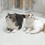 2階でお昼寝してたらキッチンから夕飯の匂いが漂ってきたときの猫の反応がかわいすぎたwww