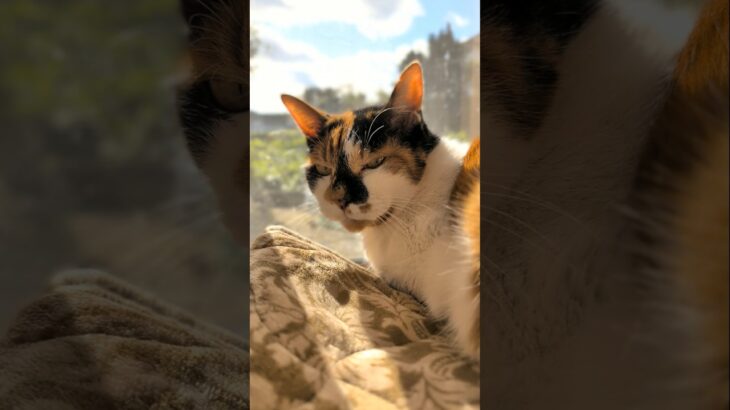 日向ぼっこする三毛猫🐱 – A calico cat sunbathing –