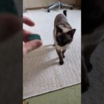 キャップで遊ぶ猫🐱 – A cat and a plastic cap – #shorts #cat