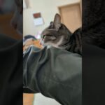 膝猫になるネコ🐱 – Being a lap cat – #shorts #cat