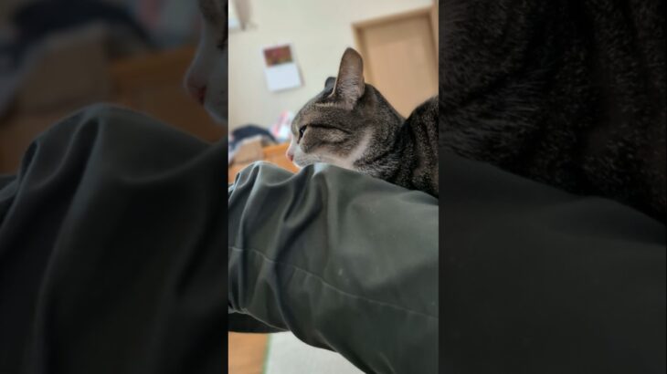 膝猫になるネコ🐱 – Being a lap cat – #shorts #cat
