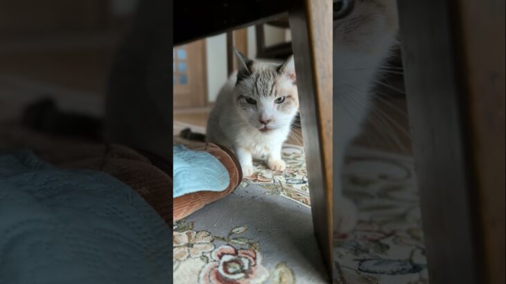 猫の鳴き声ニャオニャオ🐱 – Cats Meowing – #shorts #cat