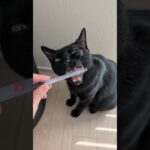 ペンに対する猫のリアクション🐱 – Cats Reaction to a pen – #shorts #s #cat