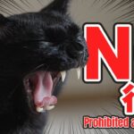 猫のNG行為とは