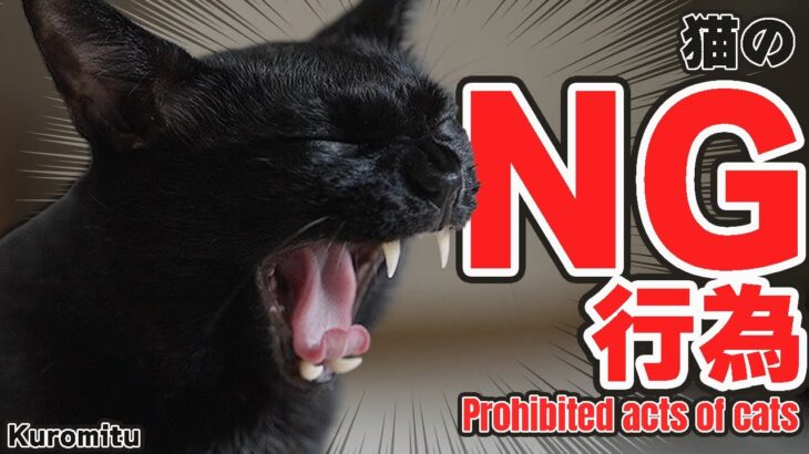 猫のNG行為とは