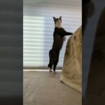 立つ猫🐱 – Standing Cat – #shorts #cat