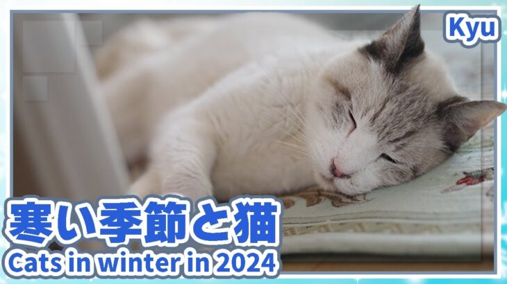 寒い季節と猫