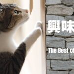 興味津々な猫は可愛い