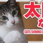 太陽浴びると猫は元気