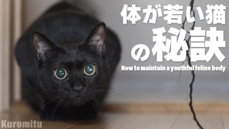 体が若い猫の秘訣とは