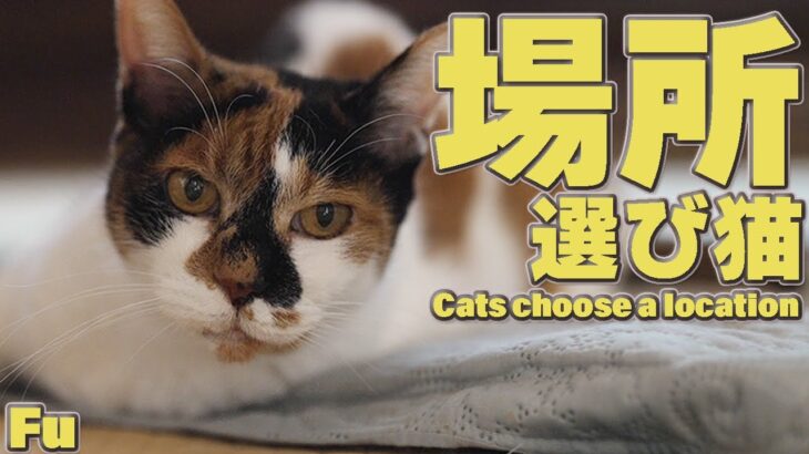 冬の猫は場所選びに専念