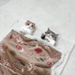 寒くなってきたので今年初めて床暖房をつけたら極楽すぎて猫たちがダメになっちゃいました…